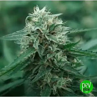 Cheese Auto da Barneys Farm...