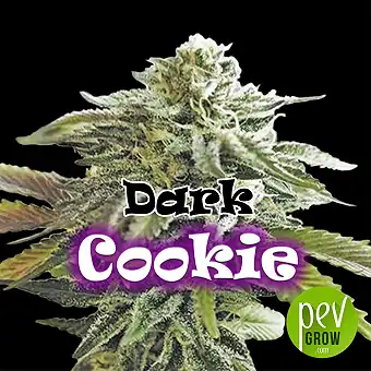 Dark Cookie Dişi Tohumlar –...