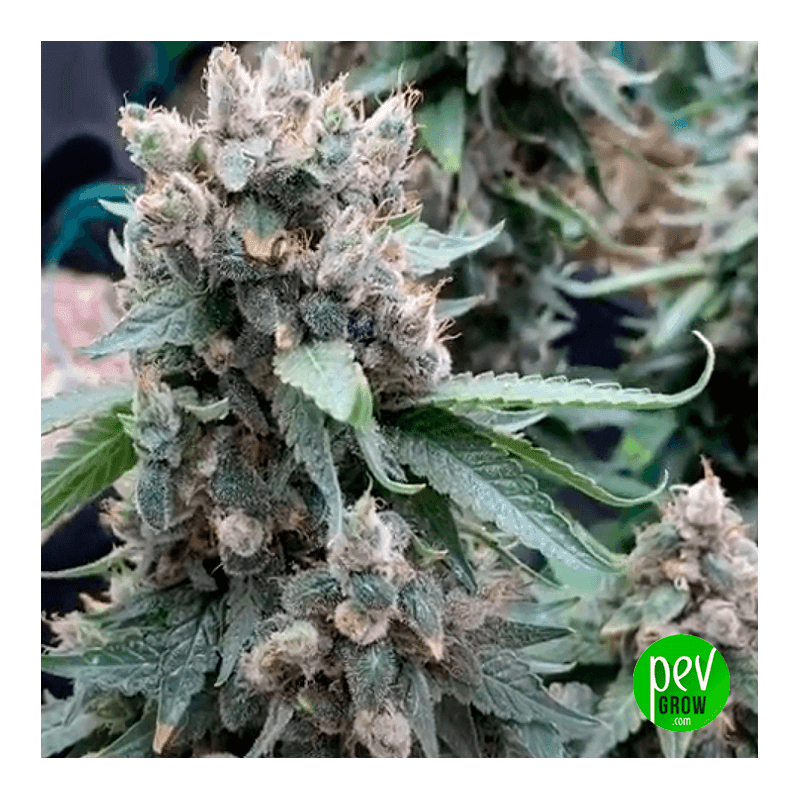 Buy Pineapple Kush Cake Autoflowering Seeds by Sensi Seeds