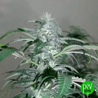 Buddha White Widow Classic...