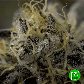 Buddha Auto Skunk nőstény...