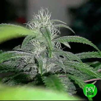 Buddha Auto White Widow...