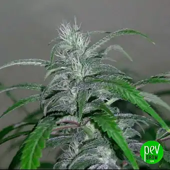 Buddha Skunk feminizált...