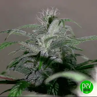 Buddha Auto Diesel от...