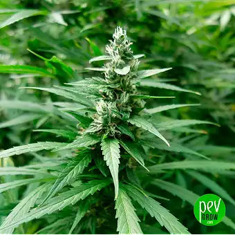 Llavors feminizades Buddha...