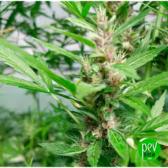 Buddha Auto Critical da...