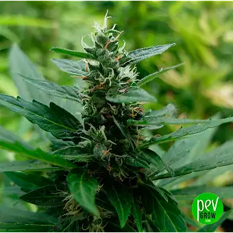 Buddha Amnesia Feminized...