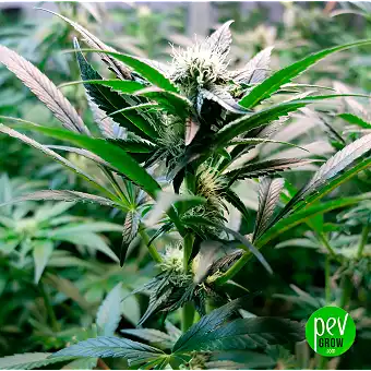 Σπόροι Buddha Auto Amnesia...