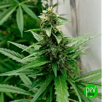 Buddha Auto AK Classic –...