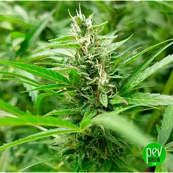 Sementes Feminizadas Buddha...