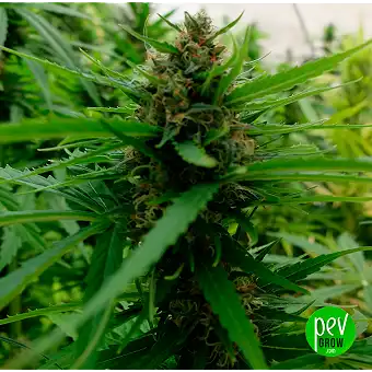 Buddha Seeds'in Deimos Auto...