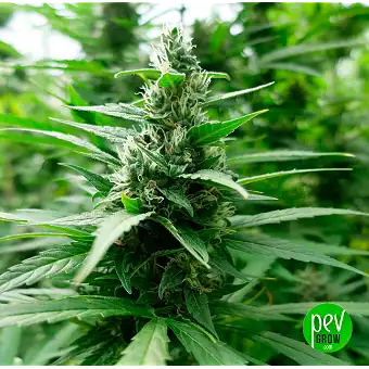 Cheese Barneys Farm Semințe...