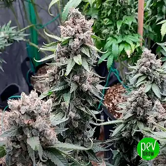 OG Kush Barney's Farm –...