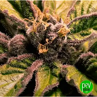 Barneys Farm'dan Sour...