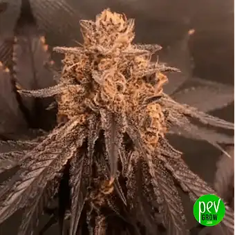 Orange Sherbert Feminized...