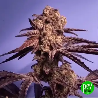 Watermelon Zkittlez Auto...