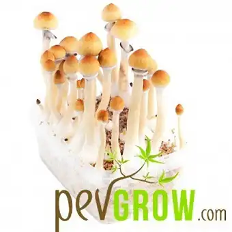 Grow kits magic mushrooms...