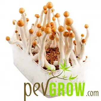 Alacabenzi mushroom growing...