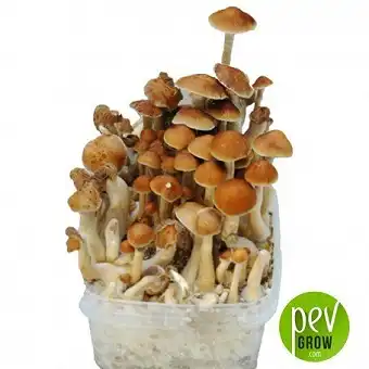 Rusty White mushroom...