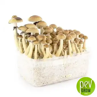 Yeti mushroom growing kit