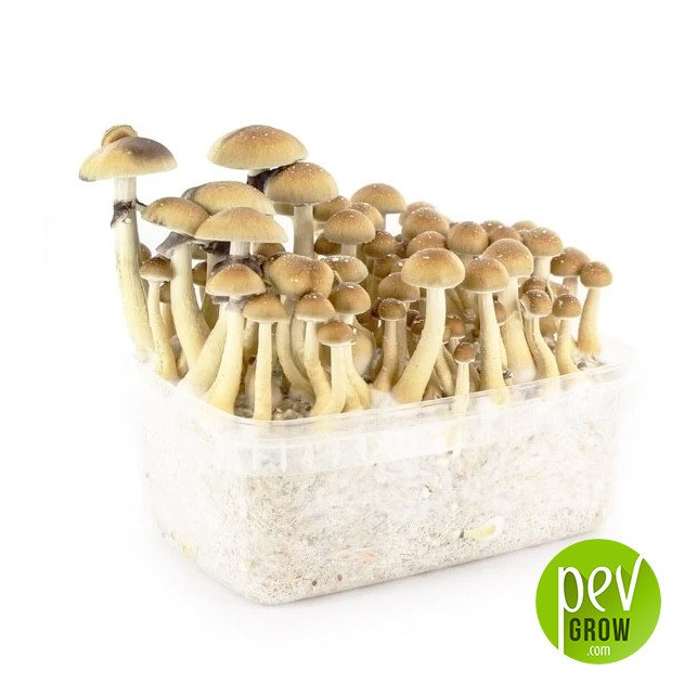 Kit de culture de champignons Yeti - Les meilleurs champignons de Pevgrow