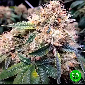 Auto SFV OG – Dutch...