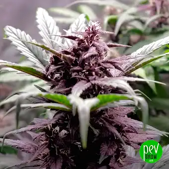 Auto MAC #1 de Dutch...