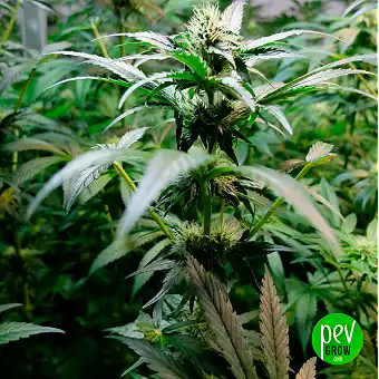 Auto Oh My Gusher da Dutch...