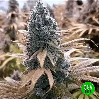 Tropical Tangie Feminized...