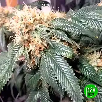 Gushers Fast Flowering Dişi...