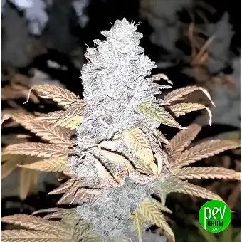 Geist OG Fast Flowering –...