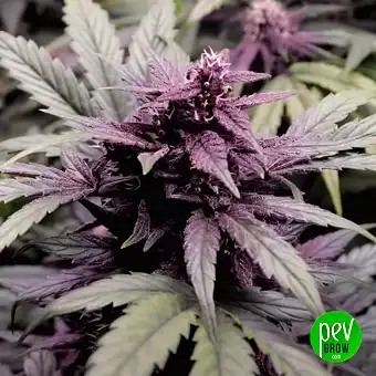 Forbidden Fruit Fast...