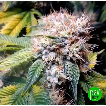 Pineapple Skunk Feminized...