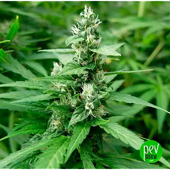 Dedoverde Haze...