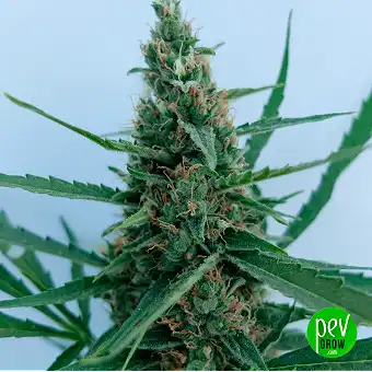 HighCloudz Auto Feminizált...