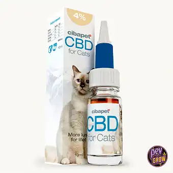 CBD-Öl für Katzen - Cibdol