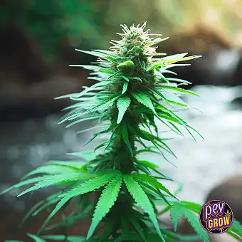 Gushers Royal Queen Seeds –...