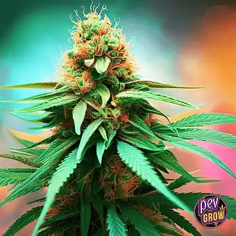 Wedding Cake Auto Royal...