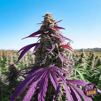 Sundae Driver feminiserte...