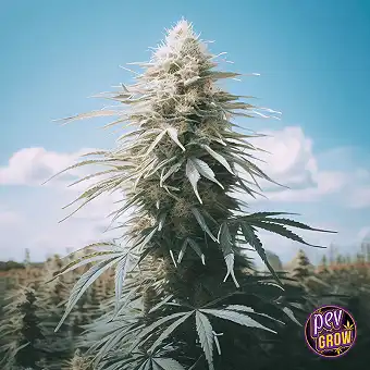 Gorilla Cookies FF van Fast...