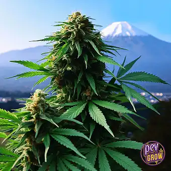 Apple Fritter Auto Royal...