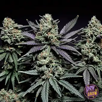 Biscotti Royal Queen Seeds...