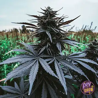 Black Runtz Feminized Seeds...