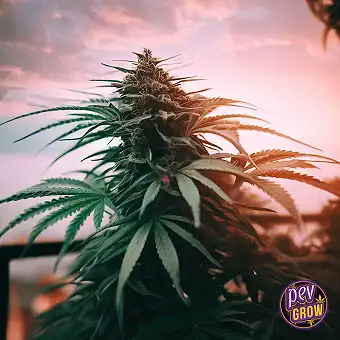 Zaza Feminized Seeds –...