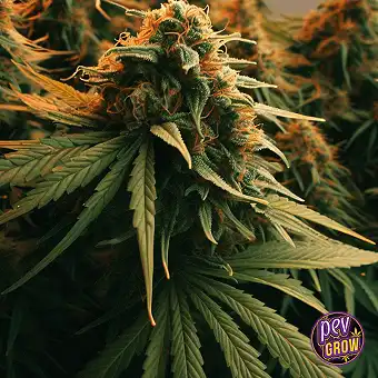 Amnesia Auto da Spain Seeds...