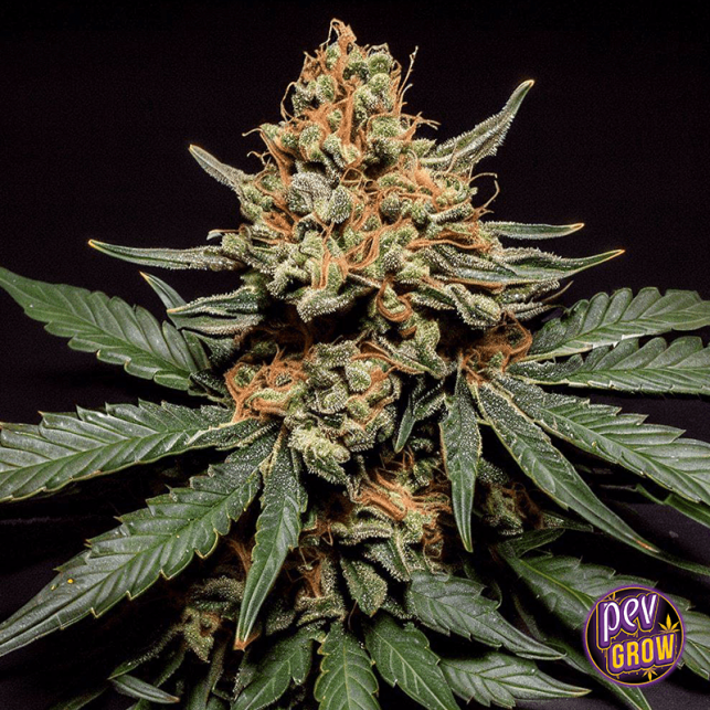 Banana Kush Strain- Compra Semillas en Pevgrow