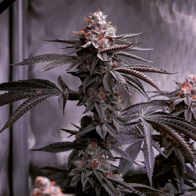 Black Jack Auto Autoflower seeds Pevgrow