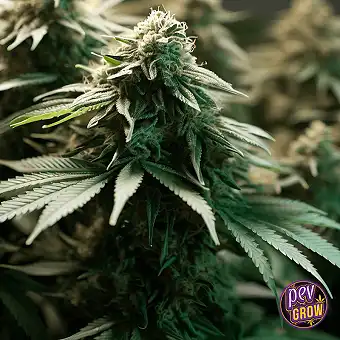 Ghost OG Feminized Seeds –...