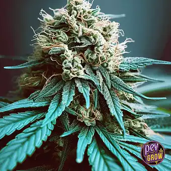 Industrial Plant Auto CBD –...