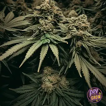 Sementes Feminizadas...